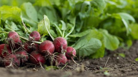 L’auberge intelligente's banner